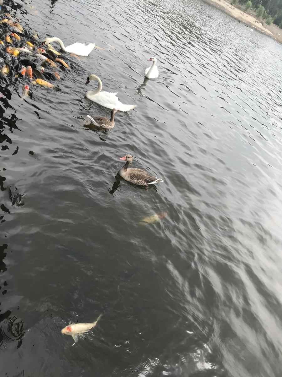 天鵝湖風(fēng)景區(qū)（泰山）速覽！(圖17)