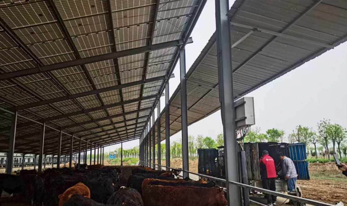 信橋鋼構(gòu)：打卡蒙陰農(nóng)業(yè)溫室大棚、青州黑牛養(yǎng)殖基地！(圖4)